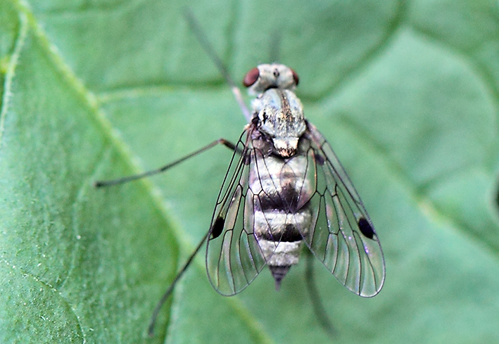 Femmina di Chrysopilus splendidus